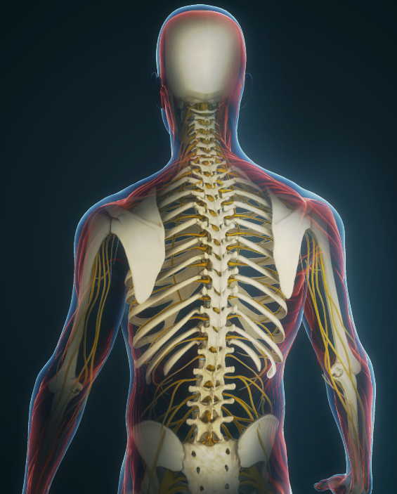 Spine Common Image
